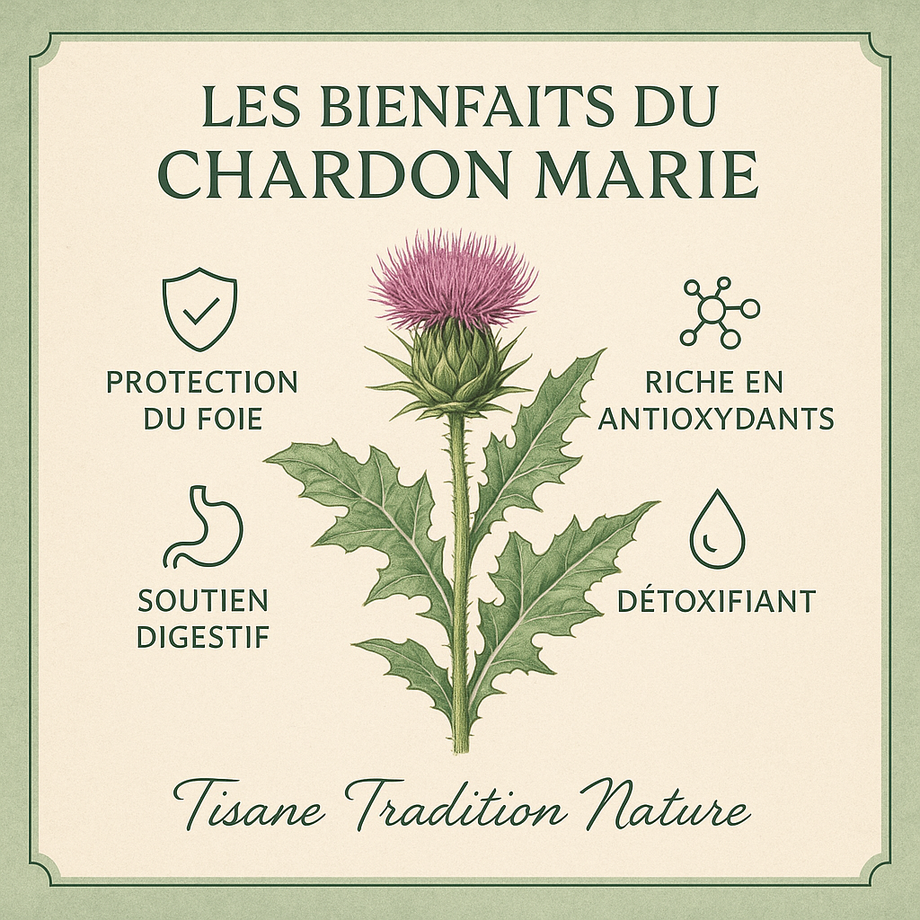 Le Chardon Marie : bienfaits en phytothérapie – Tradition Nature