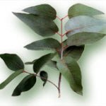 Eucalyptus commun brut HUILE ESSENTIELLE (non rectifiée) - Tradition Nature-Bienfaits - Utilisations