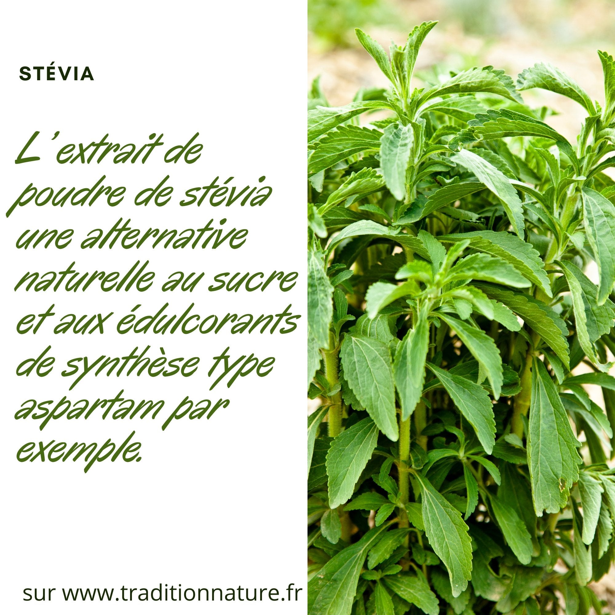 Stevia blanche en poudre - pot 10 g – Tradition Nature